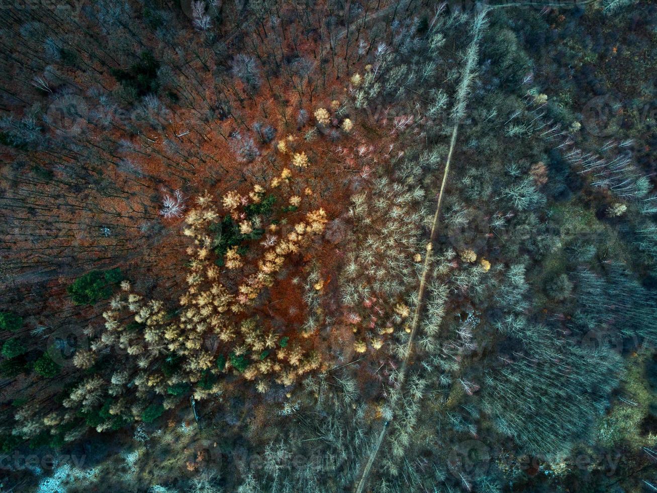 Aerial view of colorful forest trees, nature background photo