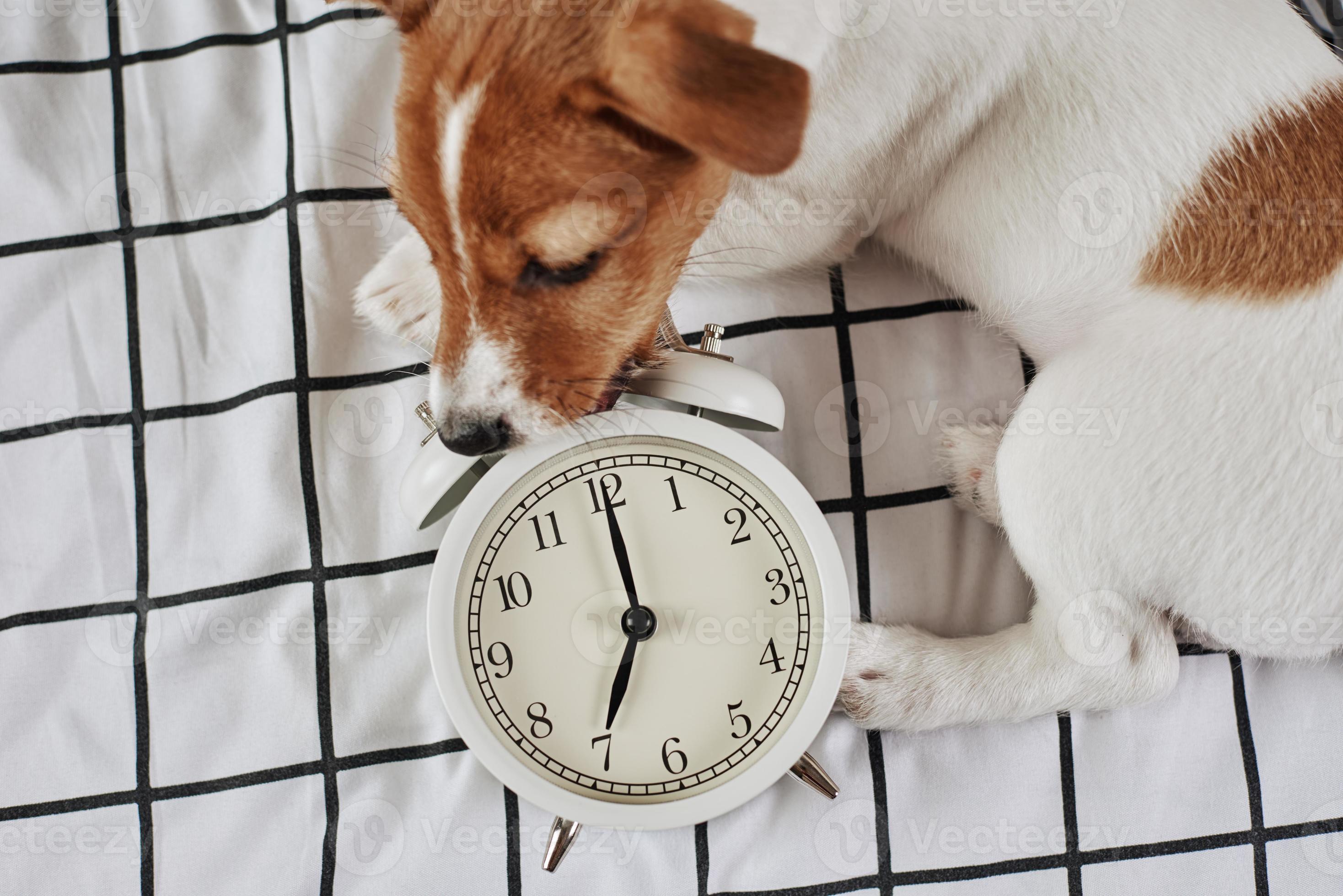 Jack russell terrier dog nibbles vintage alarm clock in the bed