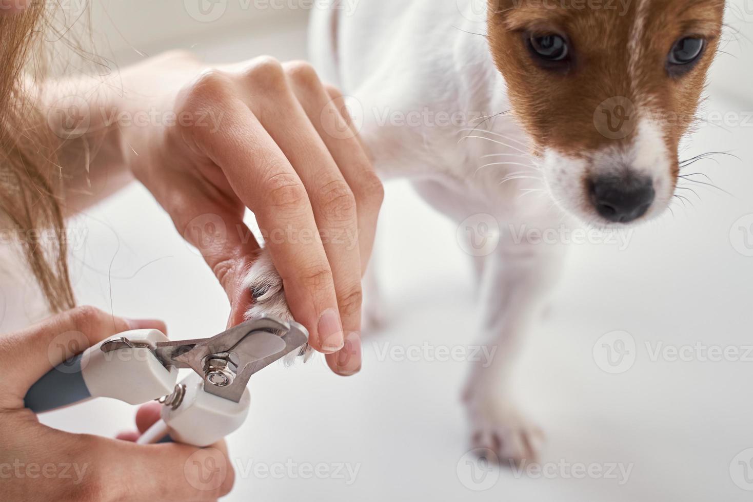 propietario corta uñas jack russel terrier cachorro perro con unas tijeras foto