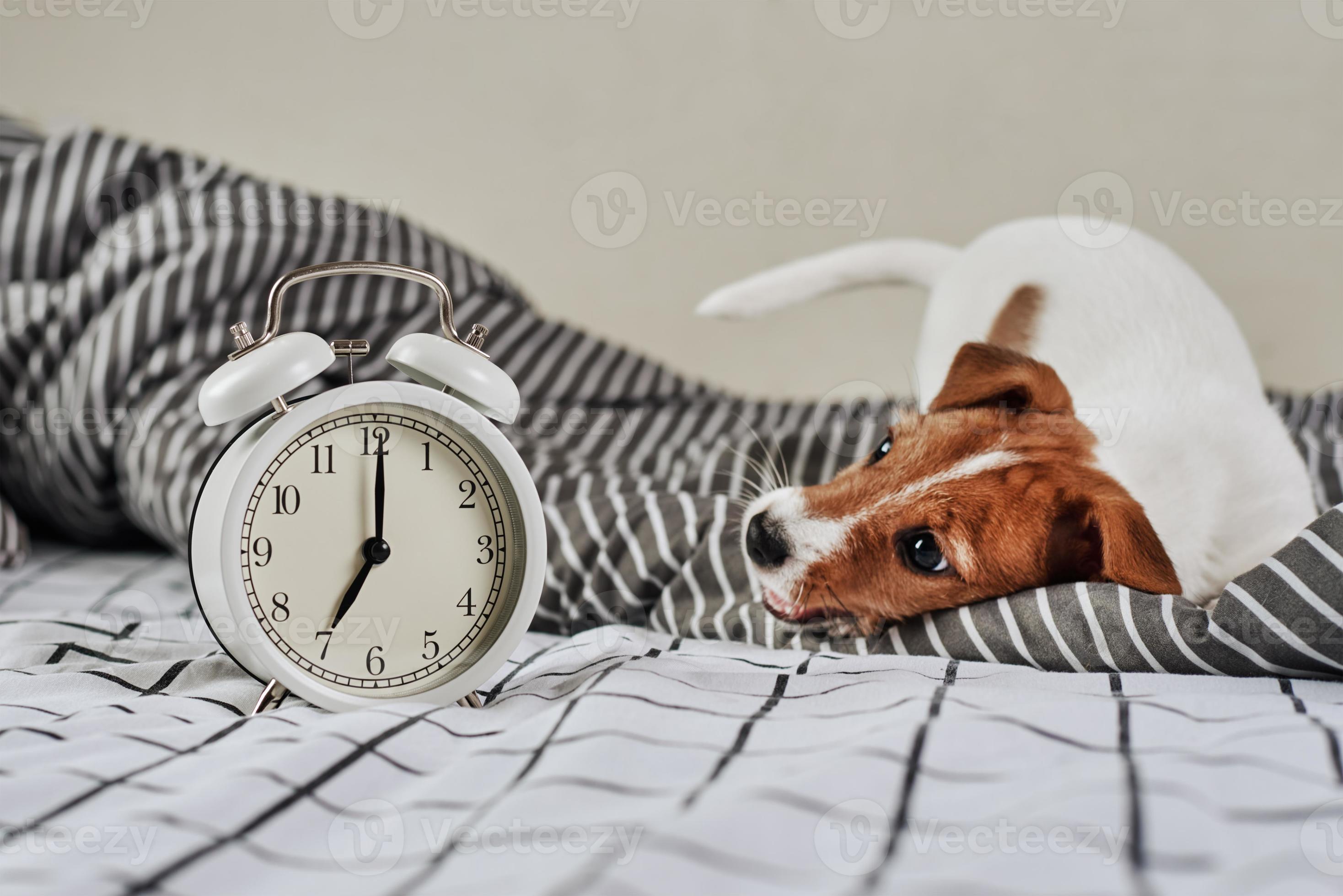 filete petróleo paciente perro jack russell terrier y despertador vintage en la cama 14883826 Foto  de stock en Vecteezy