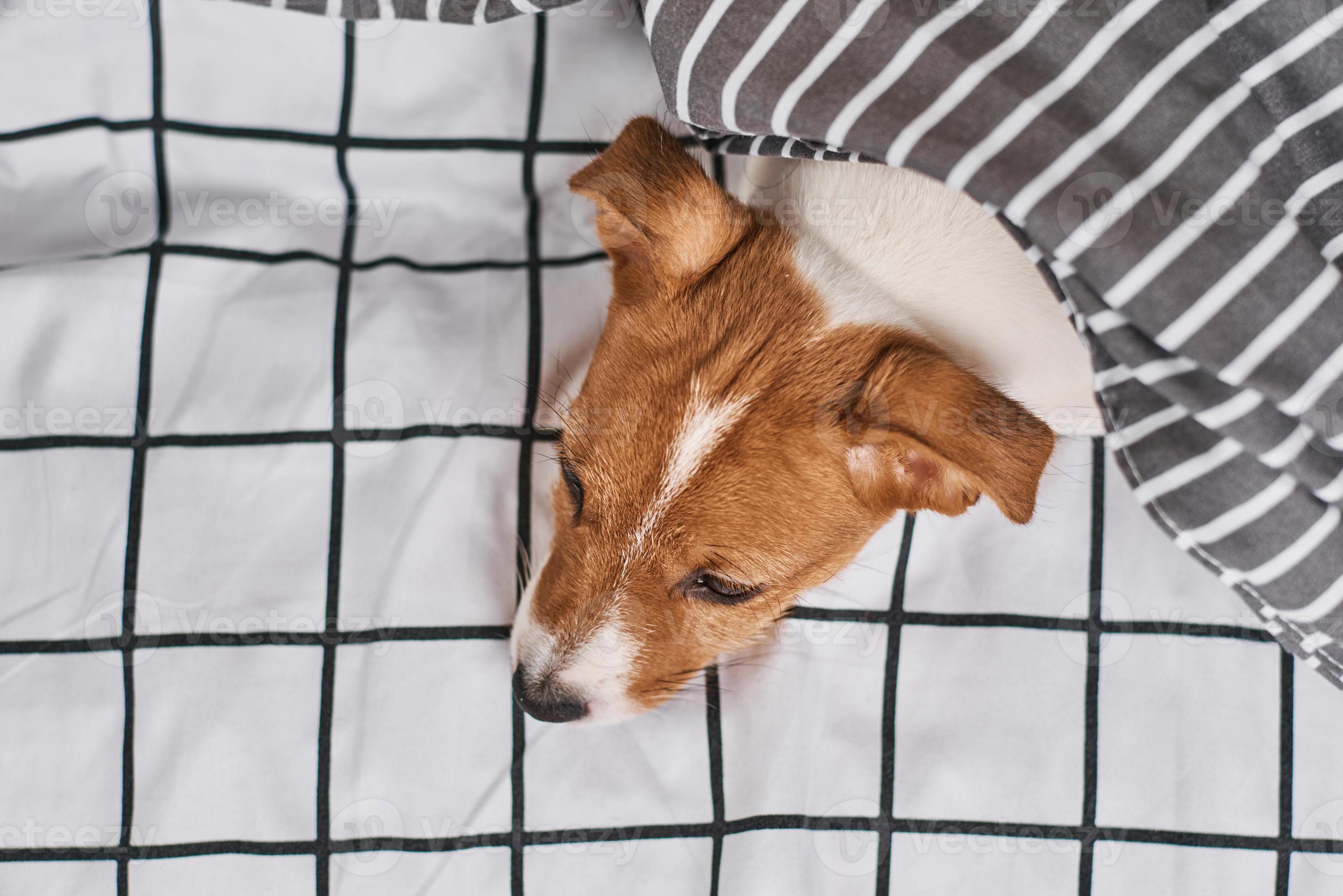 Jack Russell terrier dog under blanket in the bed, top view 14883834