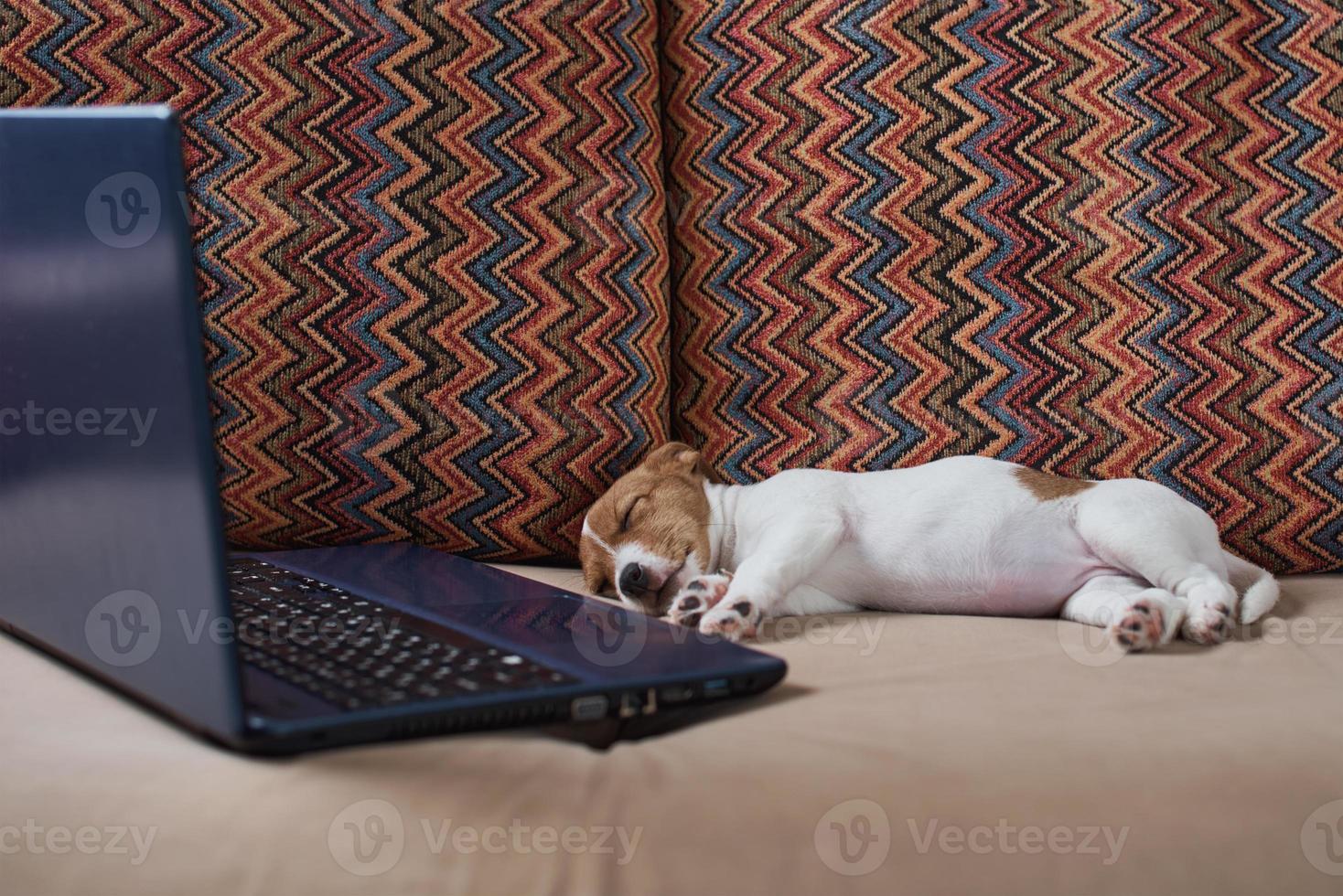 Tired sleeping Jack Russel terrier dog near laptop on the sofa. photo