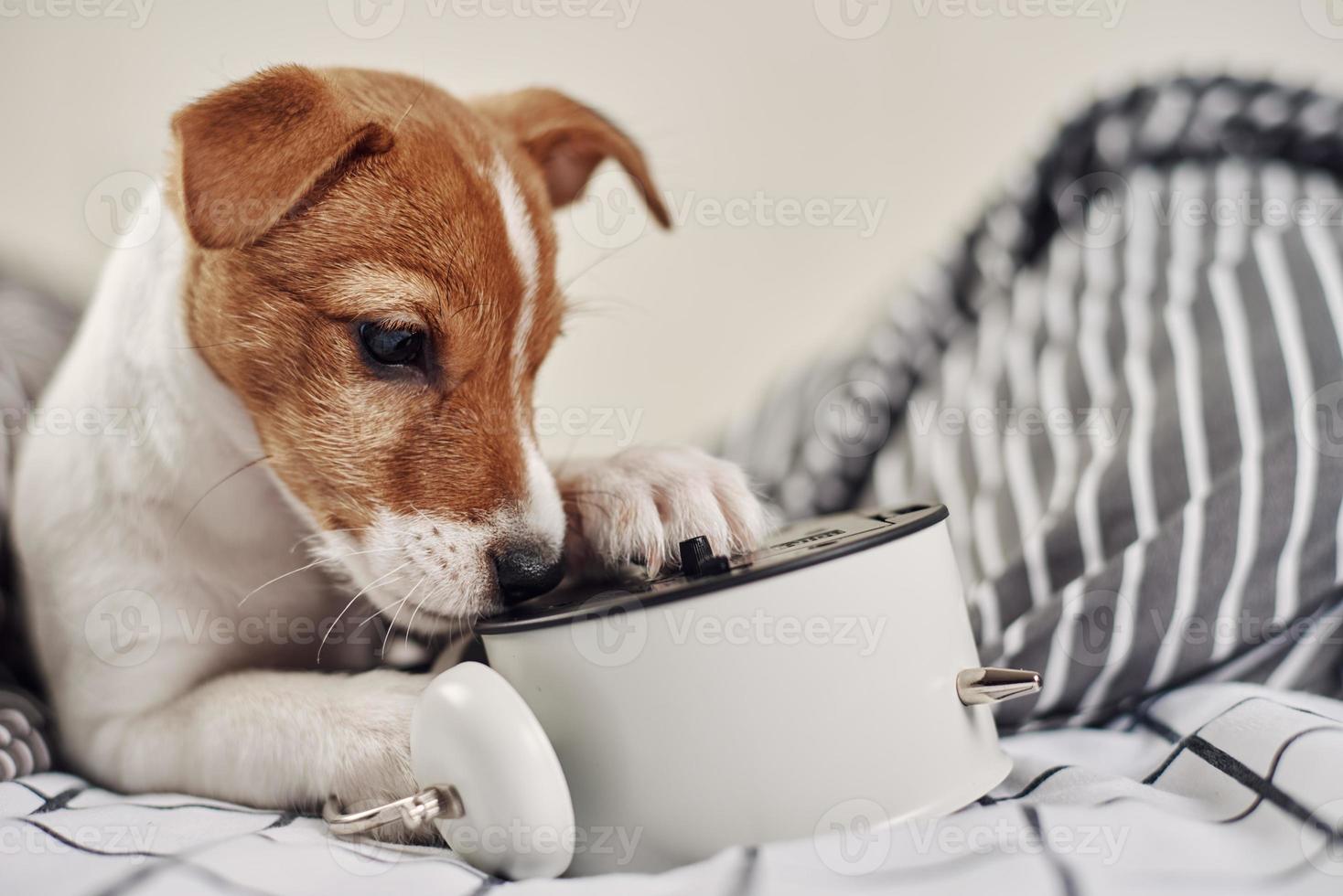 Jack russell terrier dog nibbles vintage alarm clock in the bed