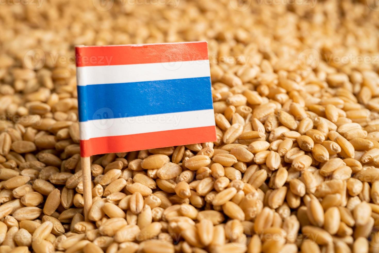 Grains wheat with Thailand flag, trade export and economy concept. photo