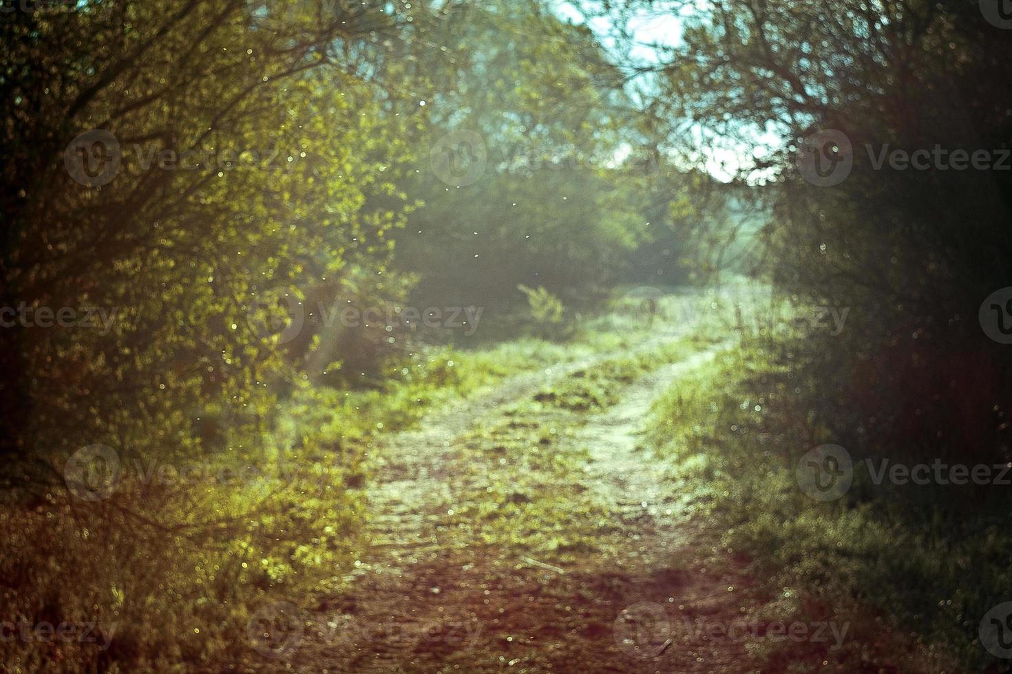 Magical walking path in forest landscape photo