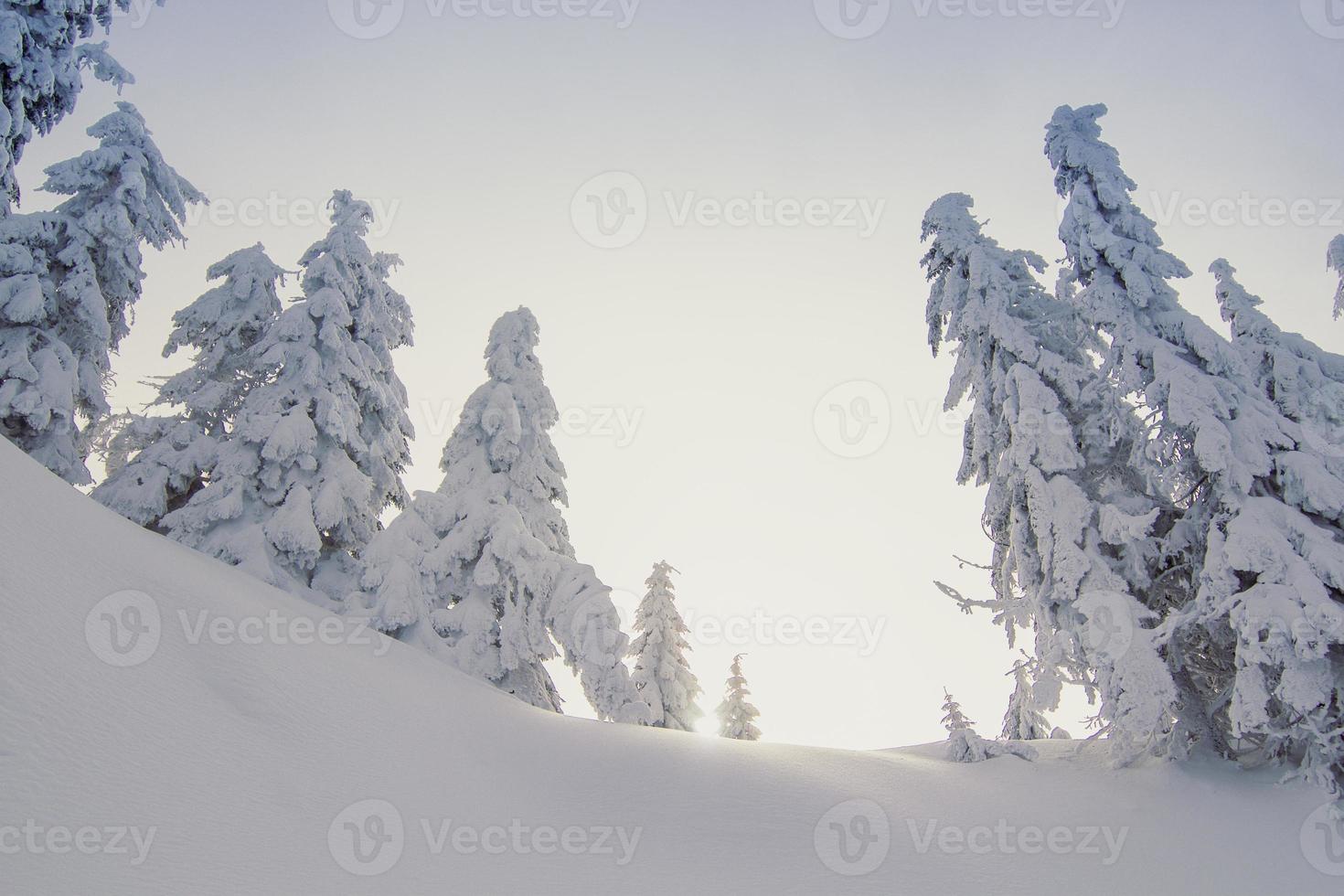 foto de paisaje de bosque de invierno