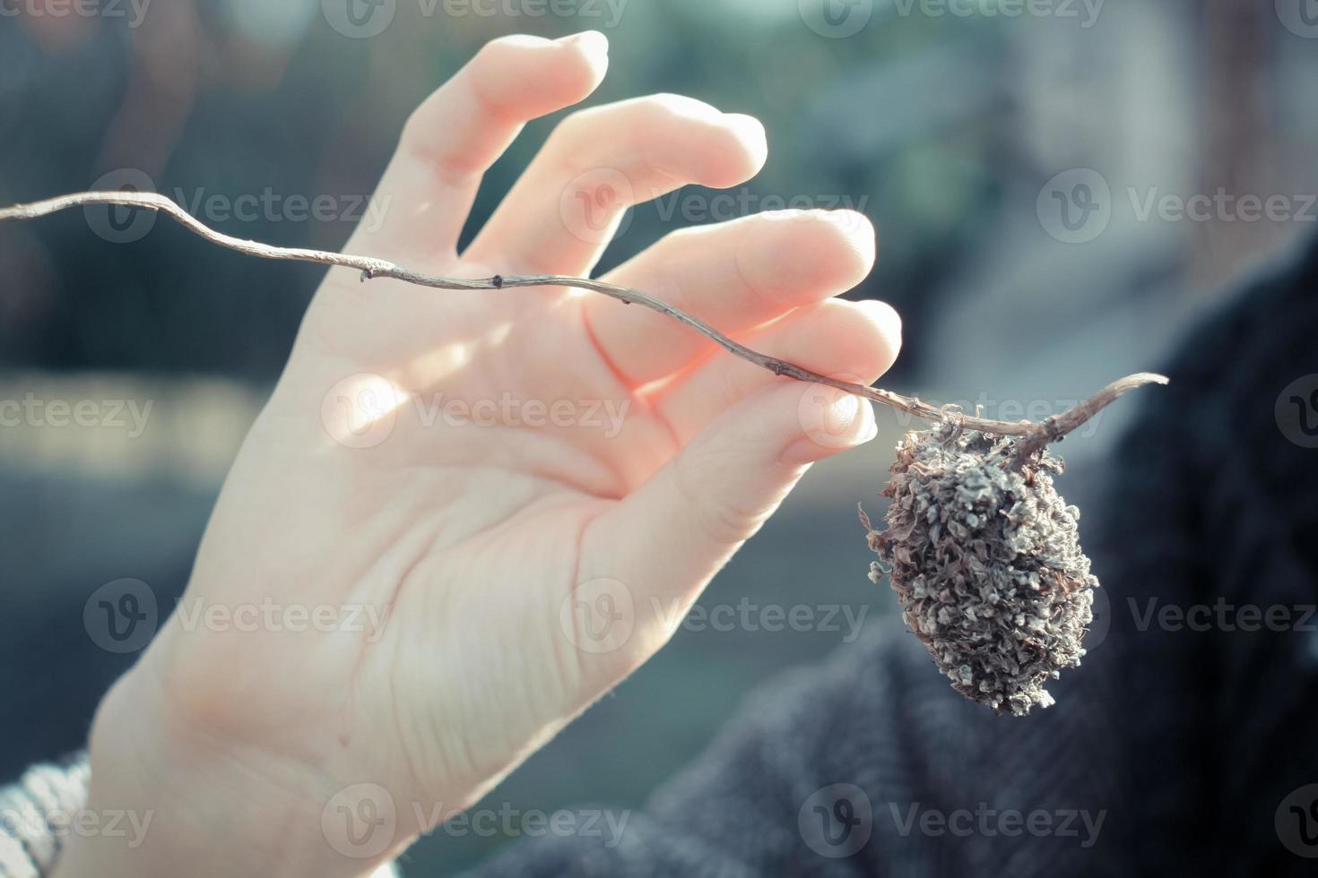 Close up lady hand holding dried plant concept photo