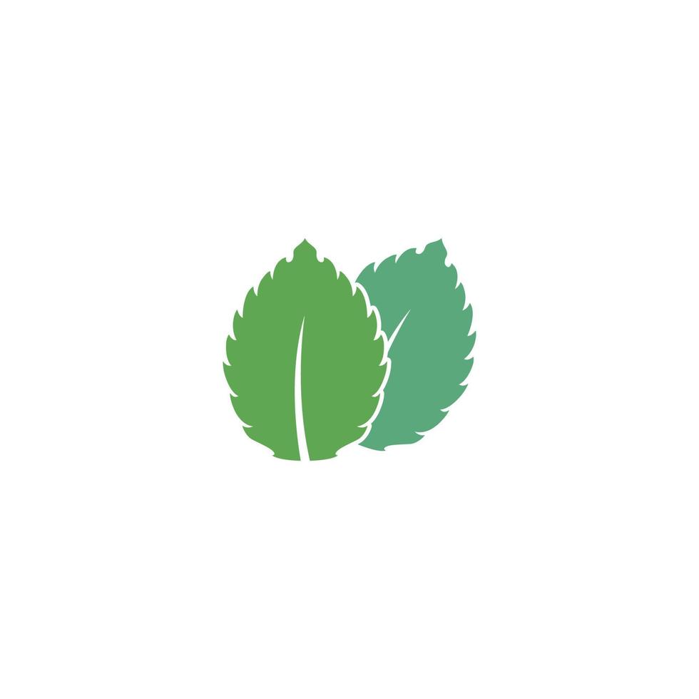 Mint leaf vector icon illustration