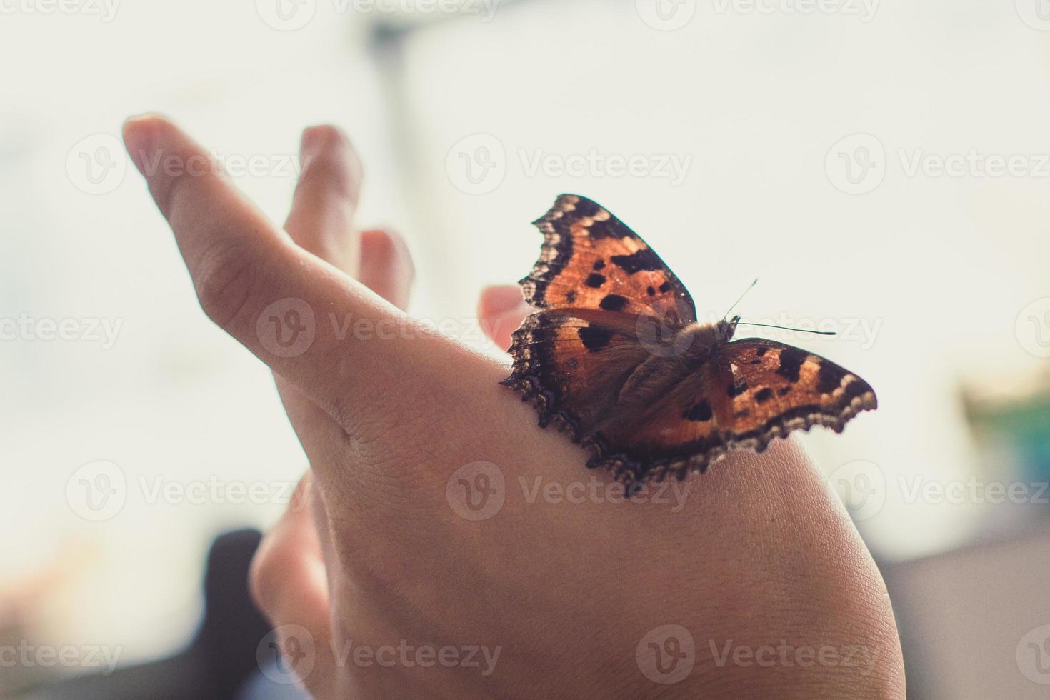 cerrar la foto del concepto de mariposa