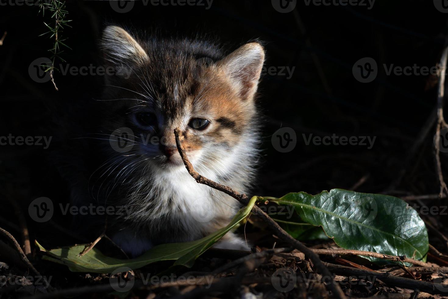 pequeño gatito atigrado. pequeño gatito atigrado con ojos azules mirando curiosamente. adorable animalito bebé. foto