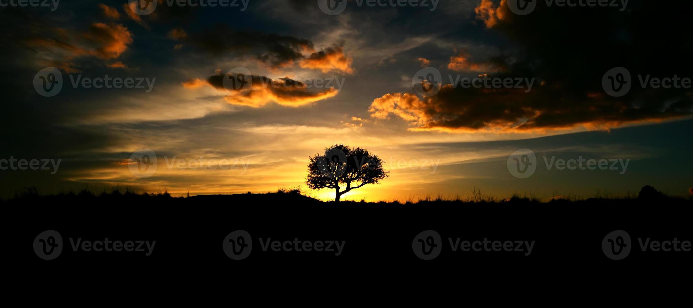 silhouette of an oak tree at sunset photo