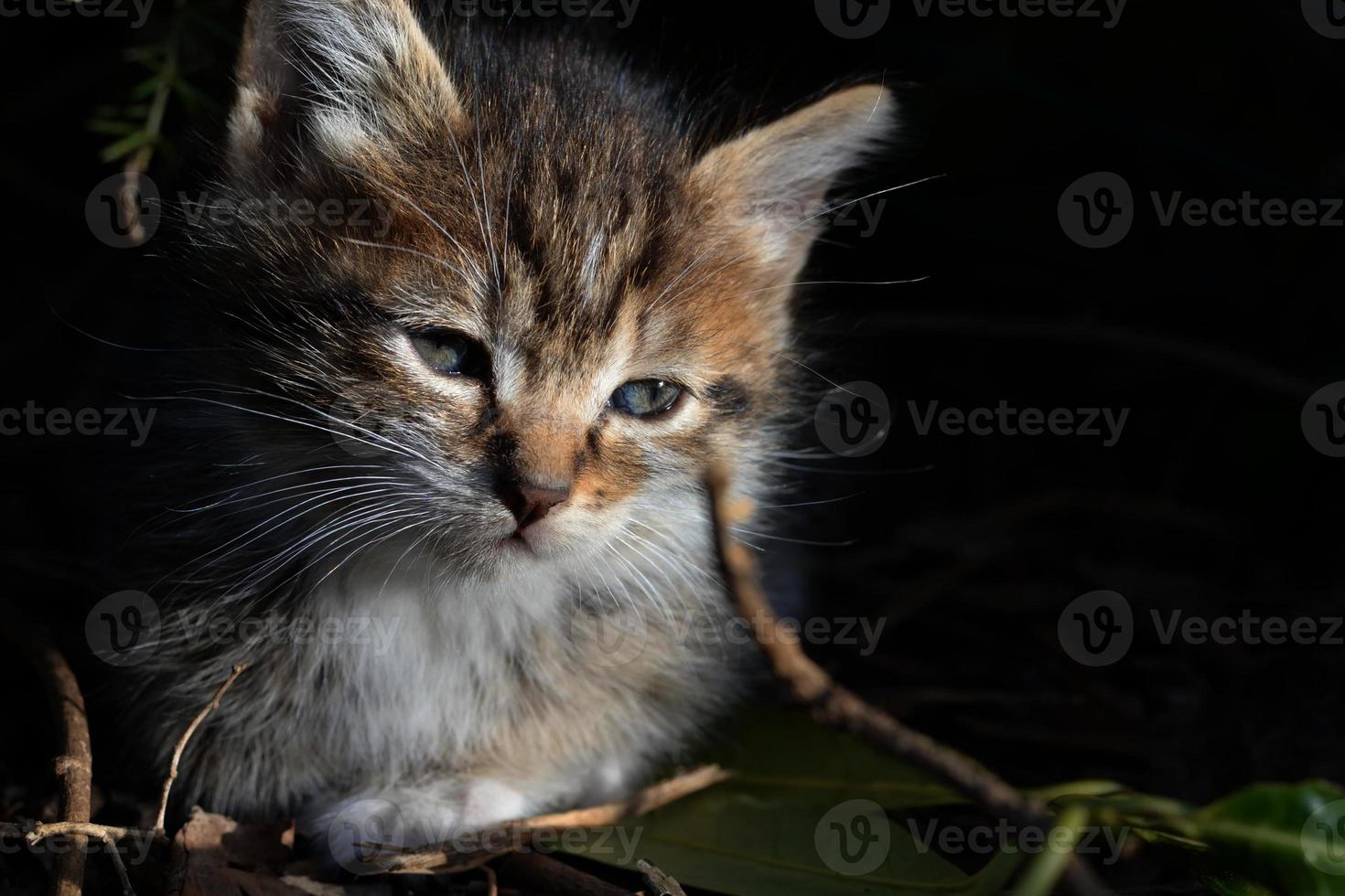 pequeño gatito atigrado. pequeño gatito atigrado con ojos azules mirando curiosamente. adorable animalito bebé. foto