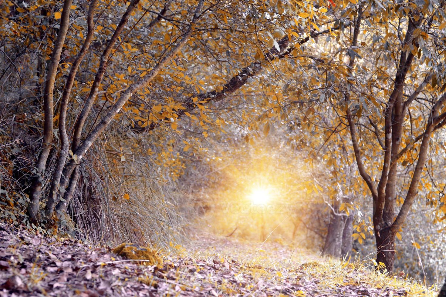 Northern deciduous forest.Woods in autumn colors in the natural park. photo