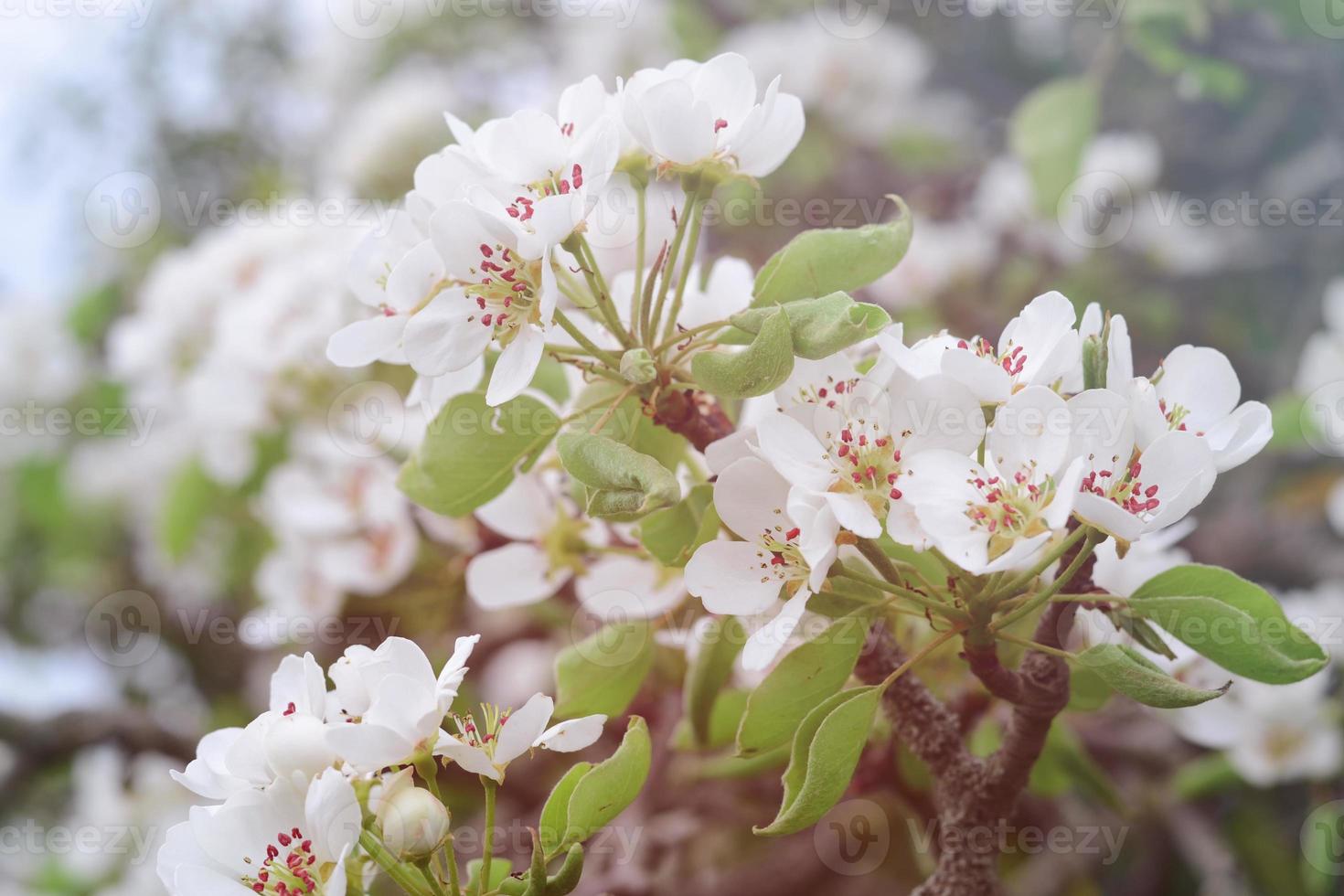 White spring pear blossoms.Fresh spring background on outdoor nature.Beautiful white spring flowers blossom pear tree. photo