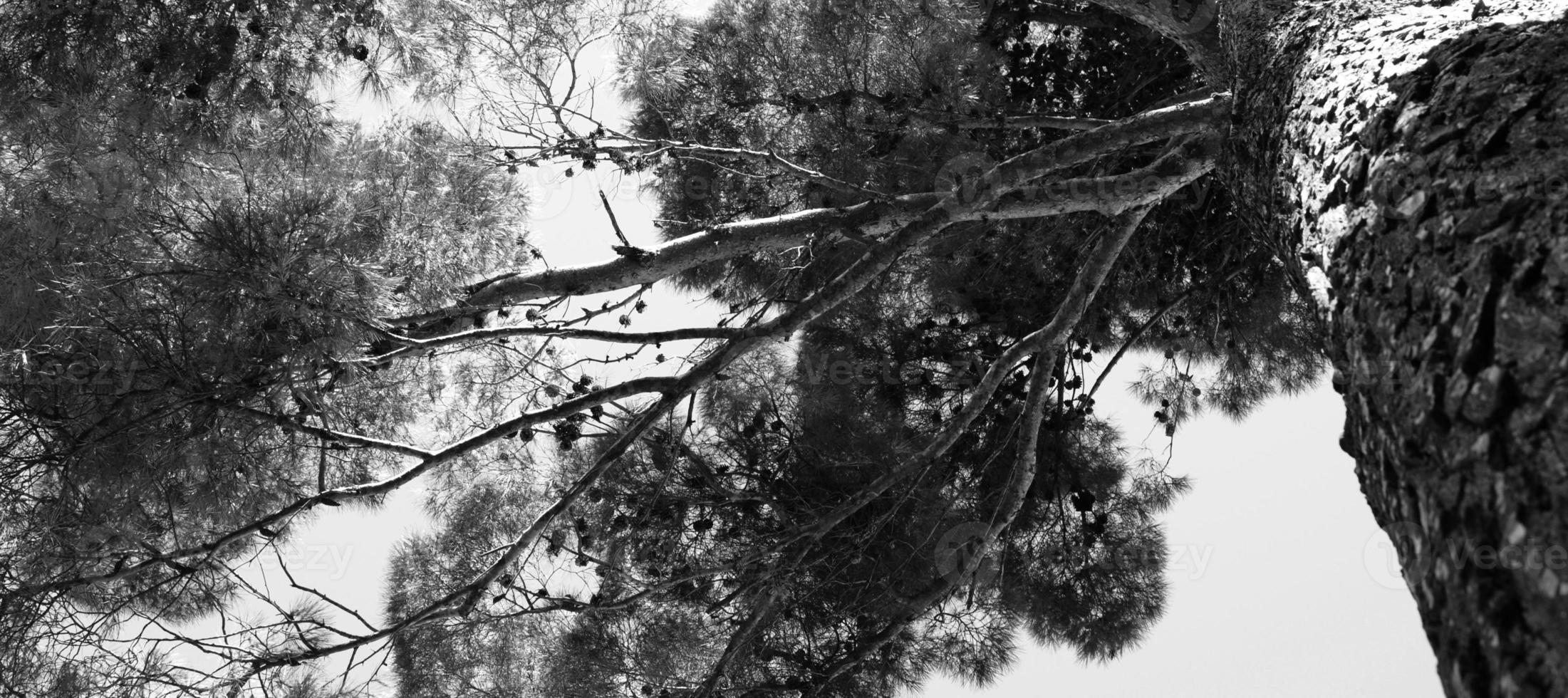 Thick foliage of a pine tree seen from below. Black and white photo