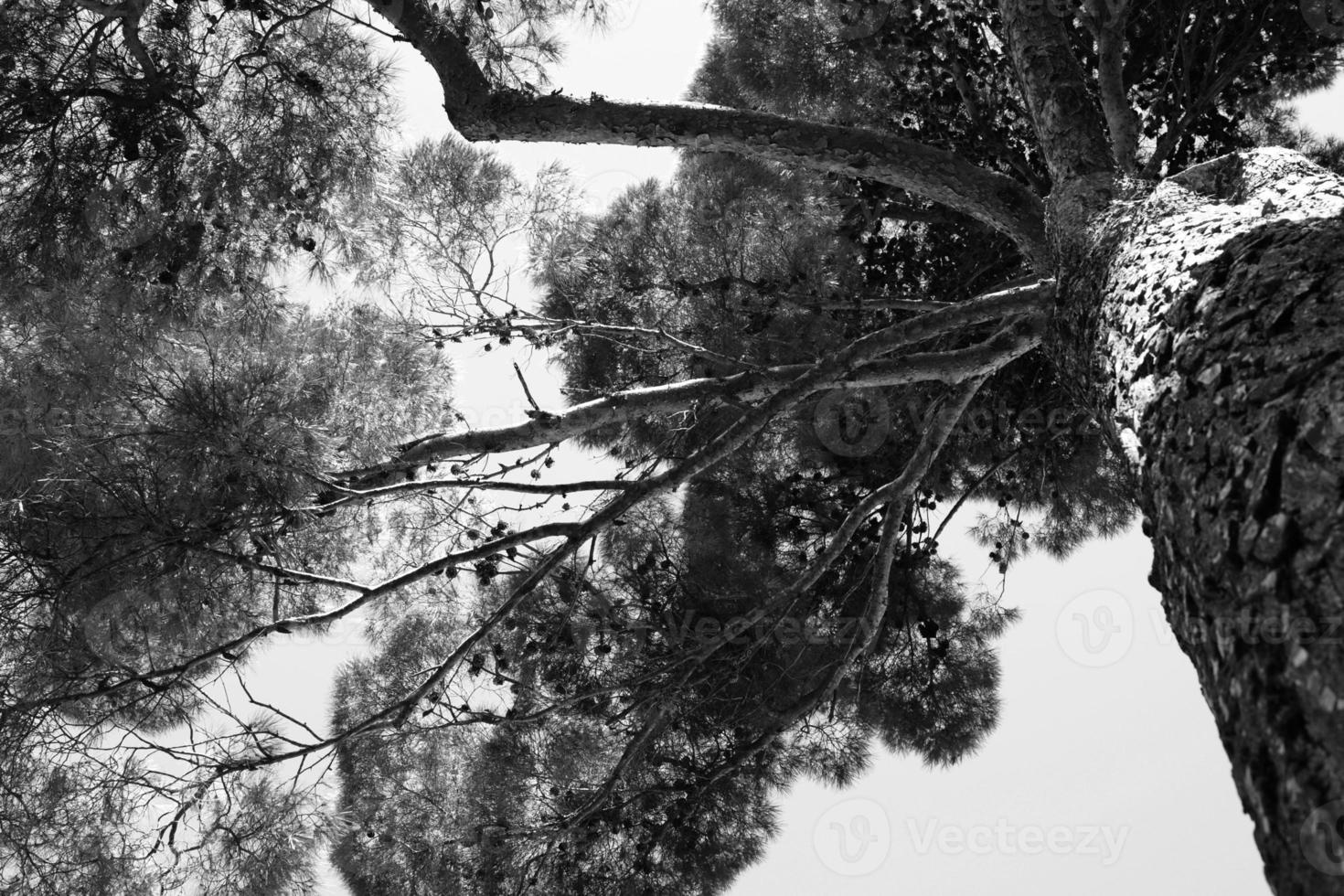 Thick foliage of a pine tree seen from below. Black and white photo