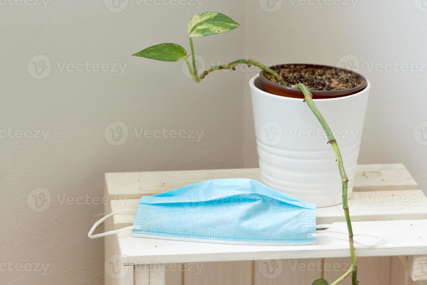 máscara médica quirúrgica sobre una caja blanca de madera junto a una pared con una maceta de flores encima. foto