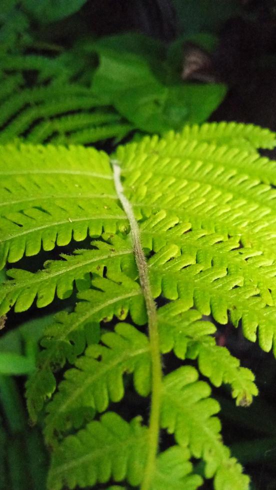 Beautiful fern leaf texture in nature. Natural ferns blurred background. Fern plants in forest. Background nature concept. photo