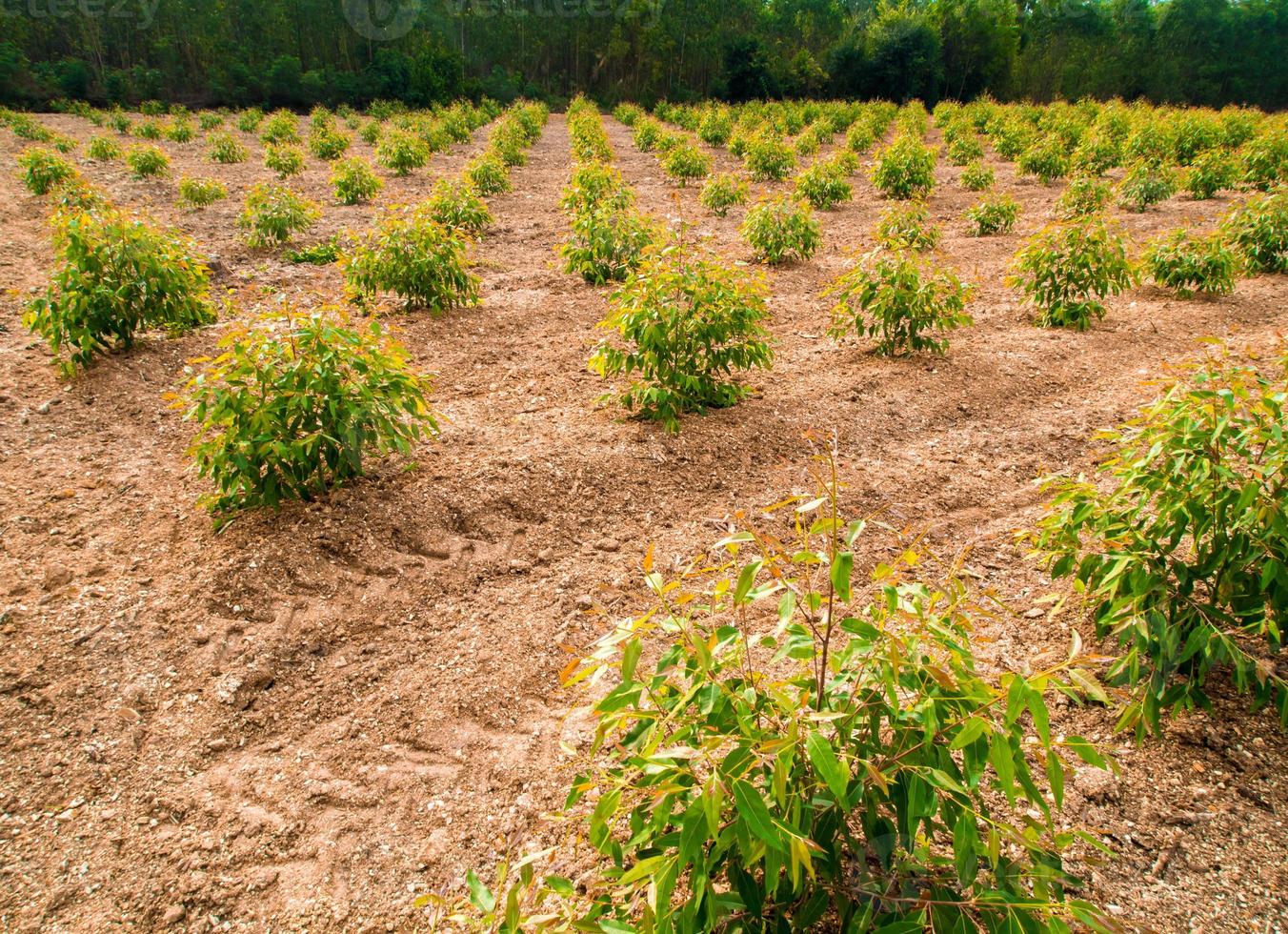 Row of Eucalyptus tree in the farm photo