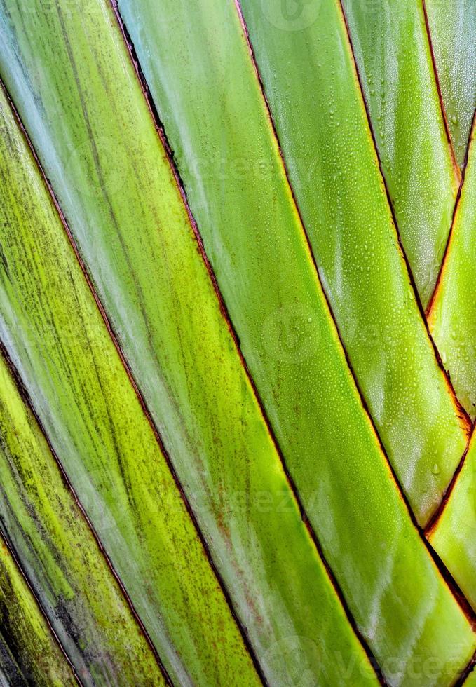 textura en el cuerpo de la palma del viajero, plátano ravenala foto