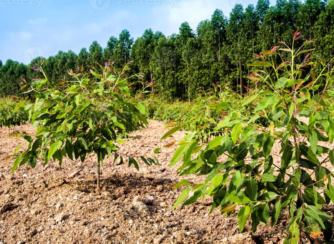 Row of Growth Eucalyptus tree in the plantation photo