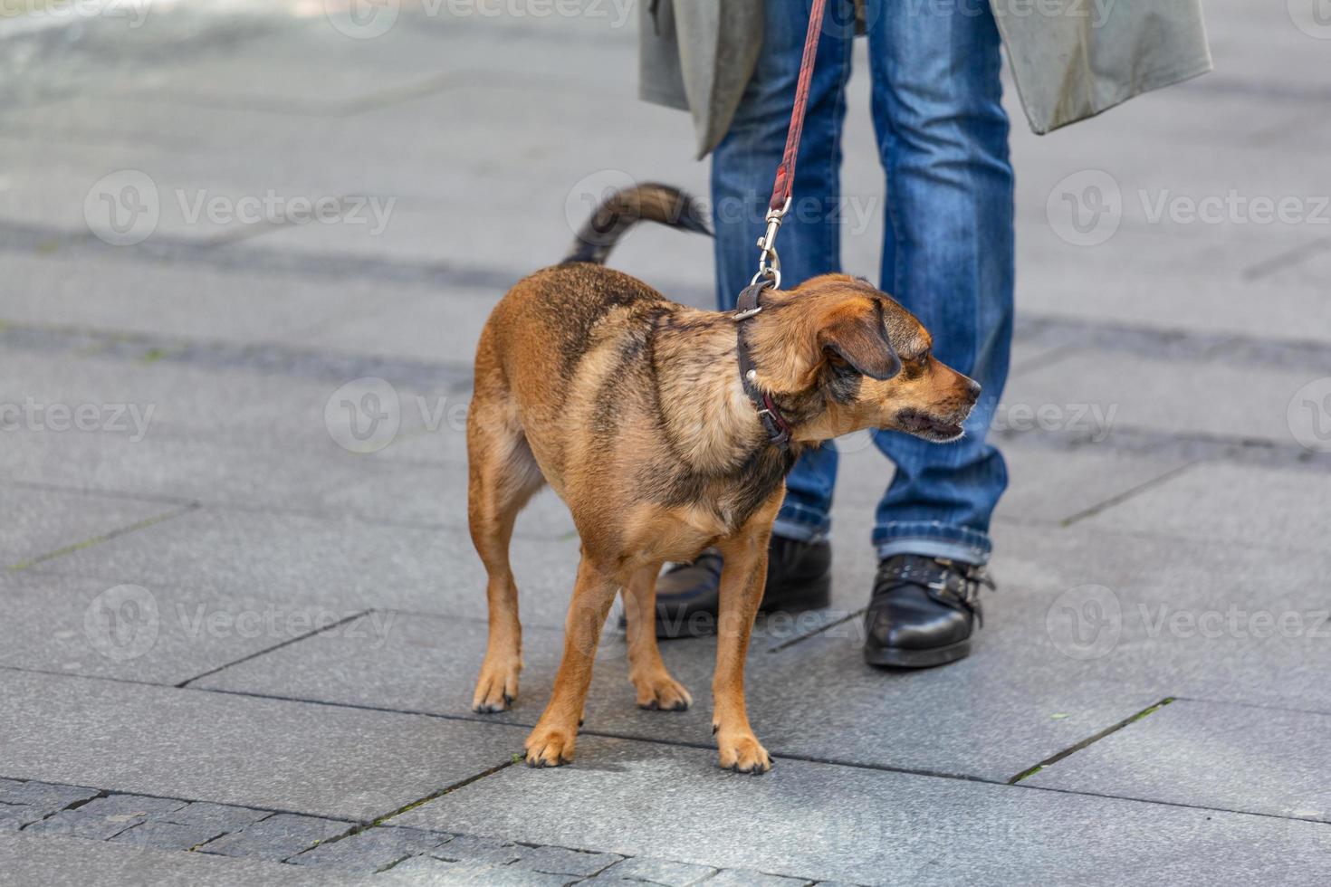 Woman walking her dog on lead in park, Dog on the leash. dog walking nicely on a leash with an owner during a walk in the city photo