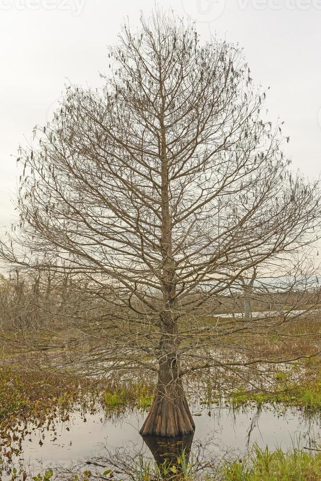 Cypress Tree on a Winter Day photo