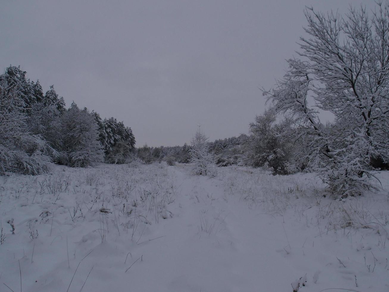 paisaje de naturaleza invernal con hermosos cielos y árboles cubiertos de nieve. Naturaleza de Ucrania. foto