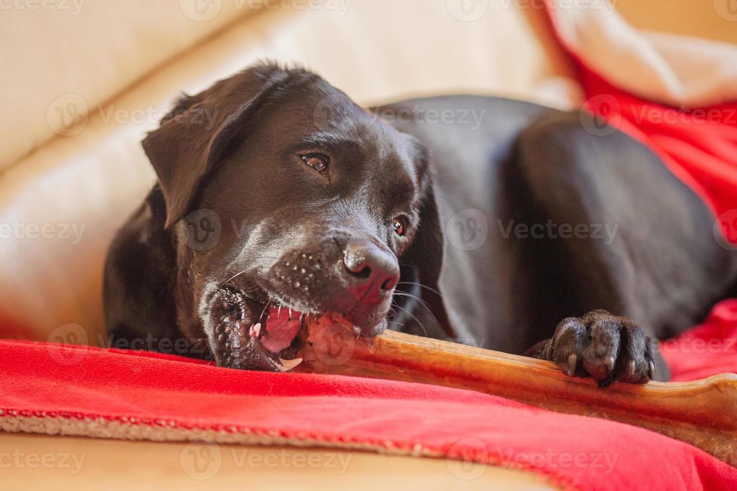 A black Labrador retriever dog with a bone. The pet is lying on the sofa on the blanket. photo