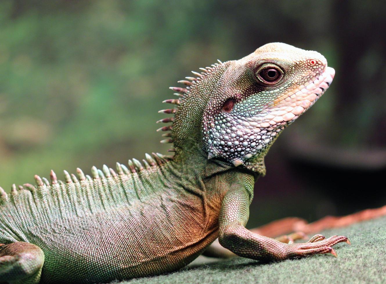 Asian Green Water Dragon Lizard photo