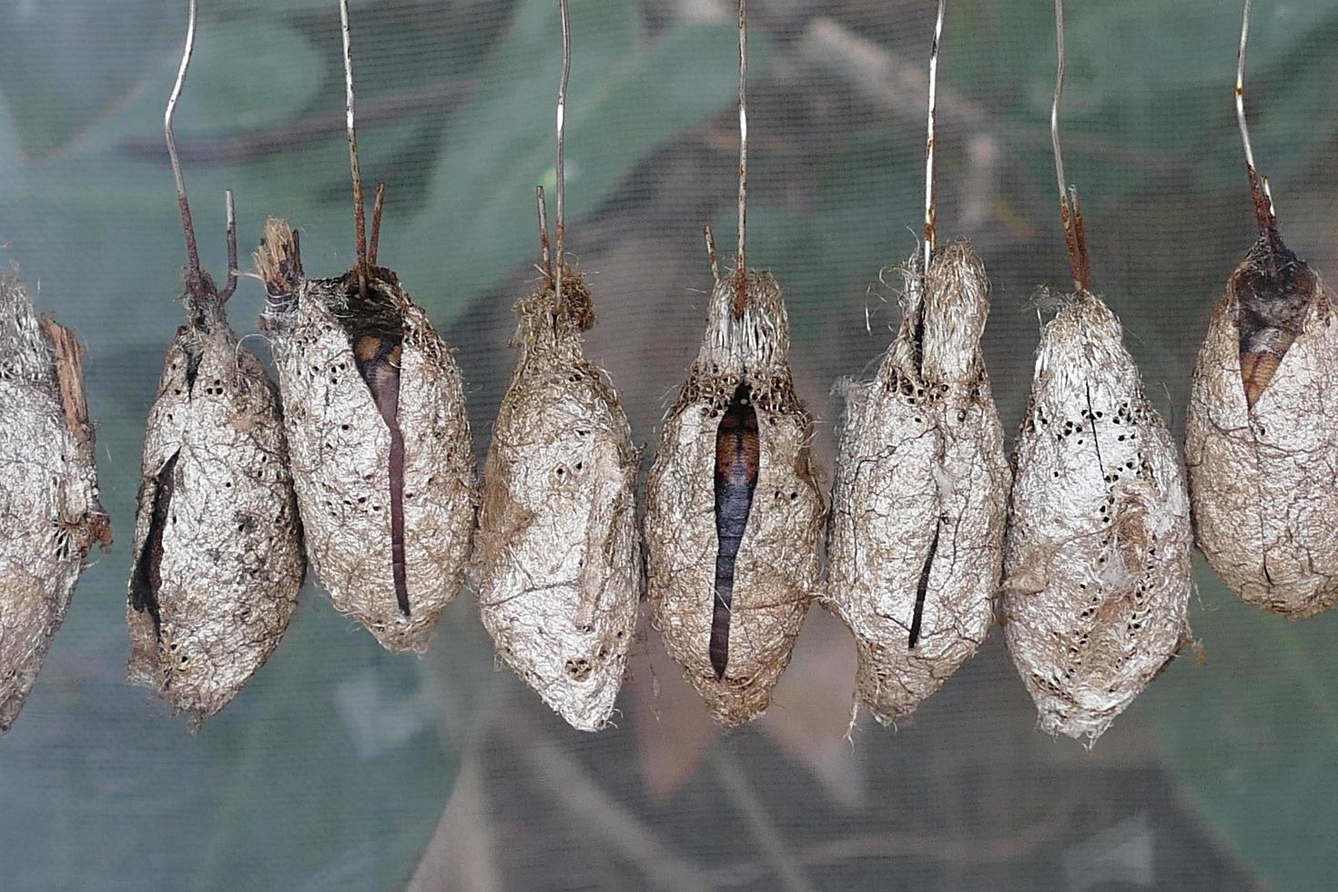 Butterfly Chrysalis Cocoons photo