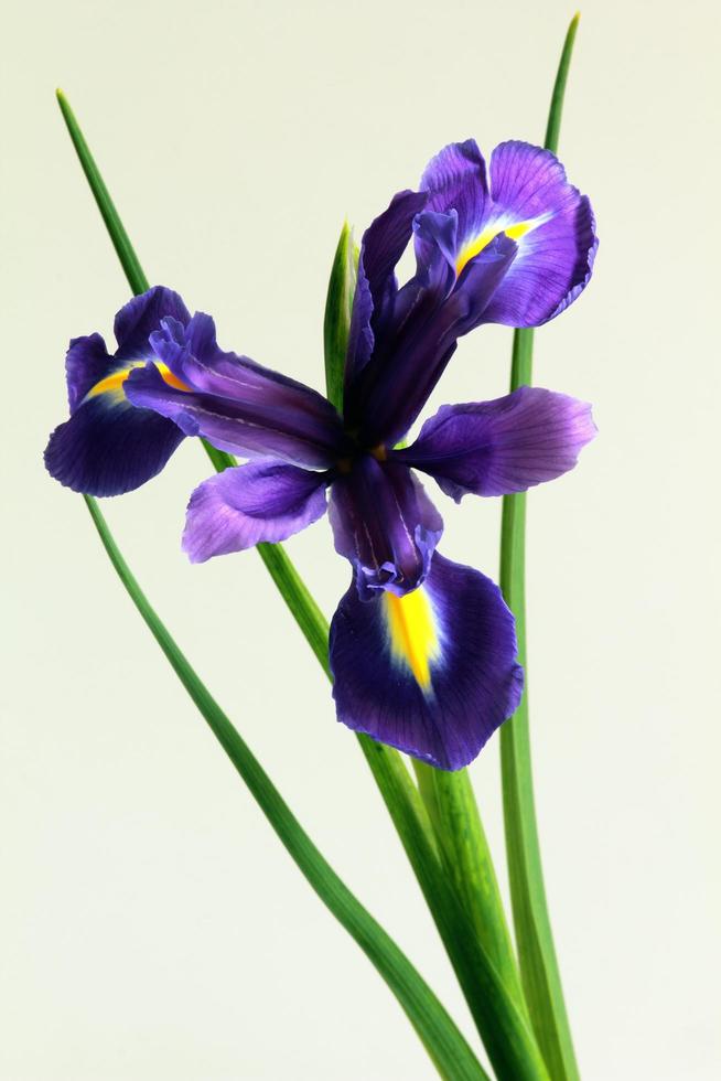 Purple Iris Flower photo