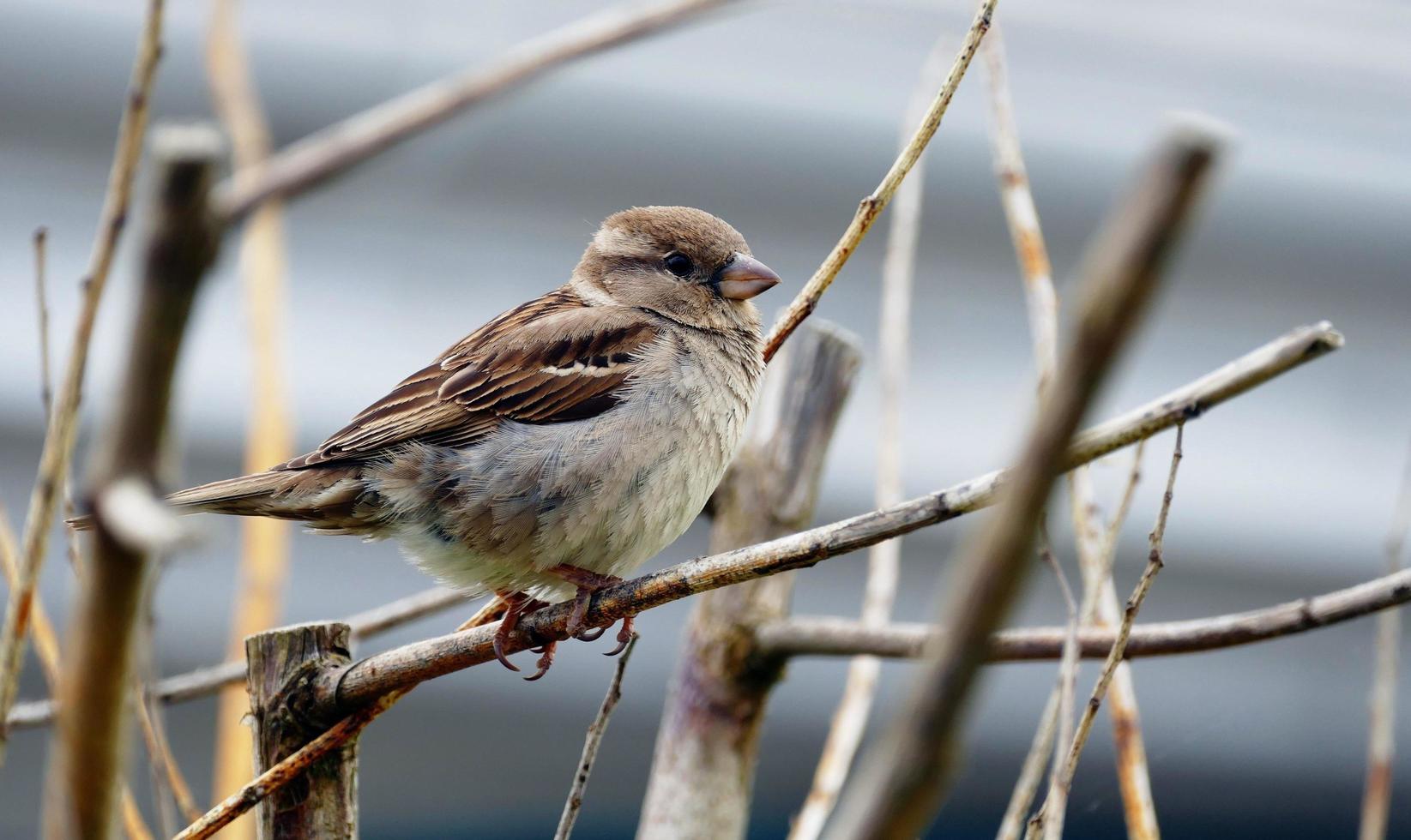 pequeño gorrión de árbol foto