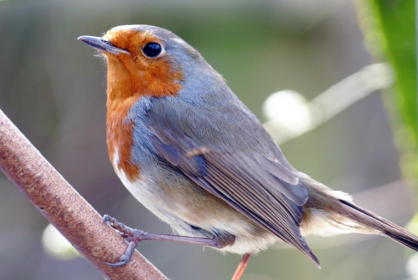 Cute Robin Portrait photo