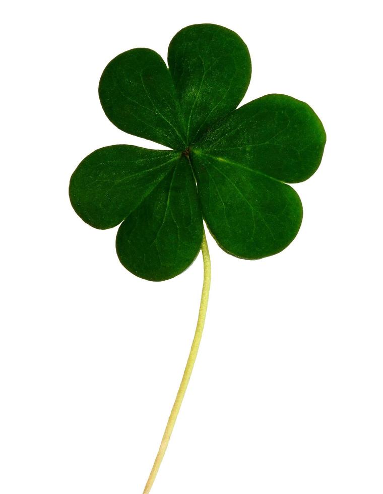 Clover Leaf On White photo