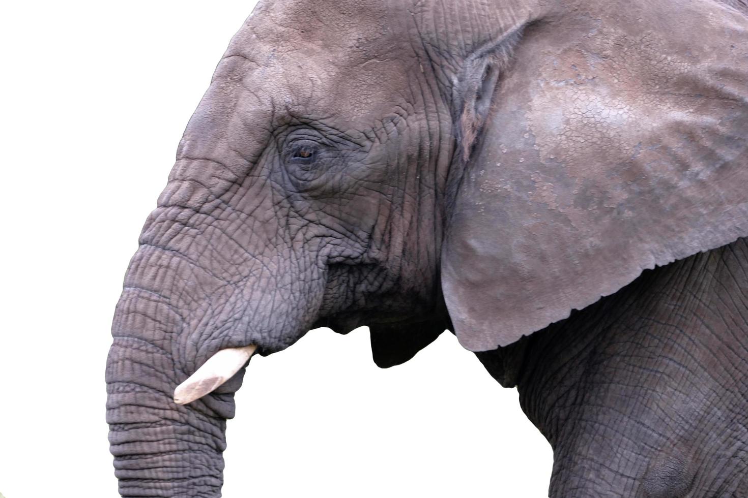 Elephant Portrait On White photo