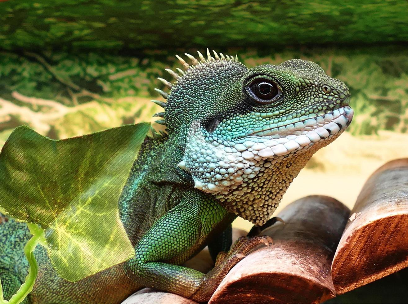 lagarto dragón de agua verde macho foto