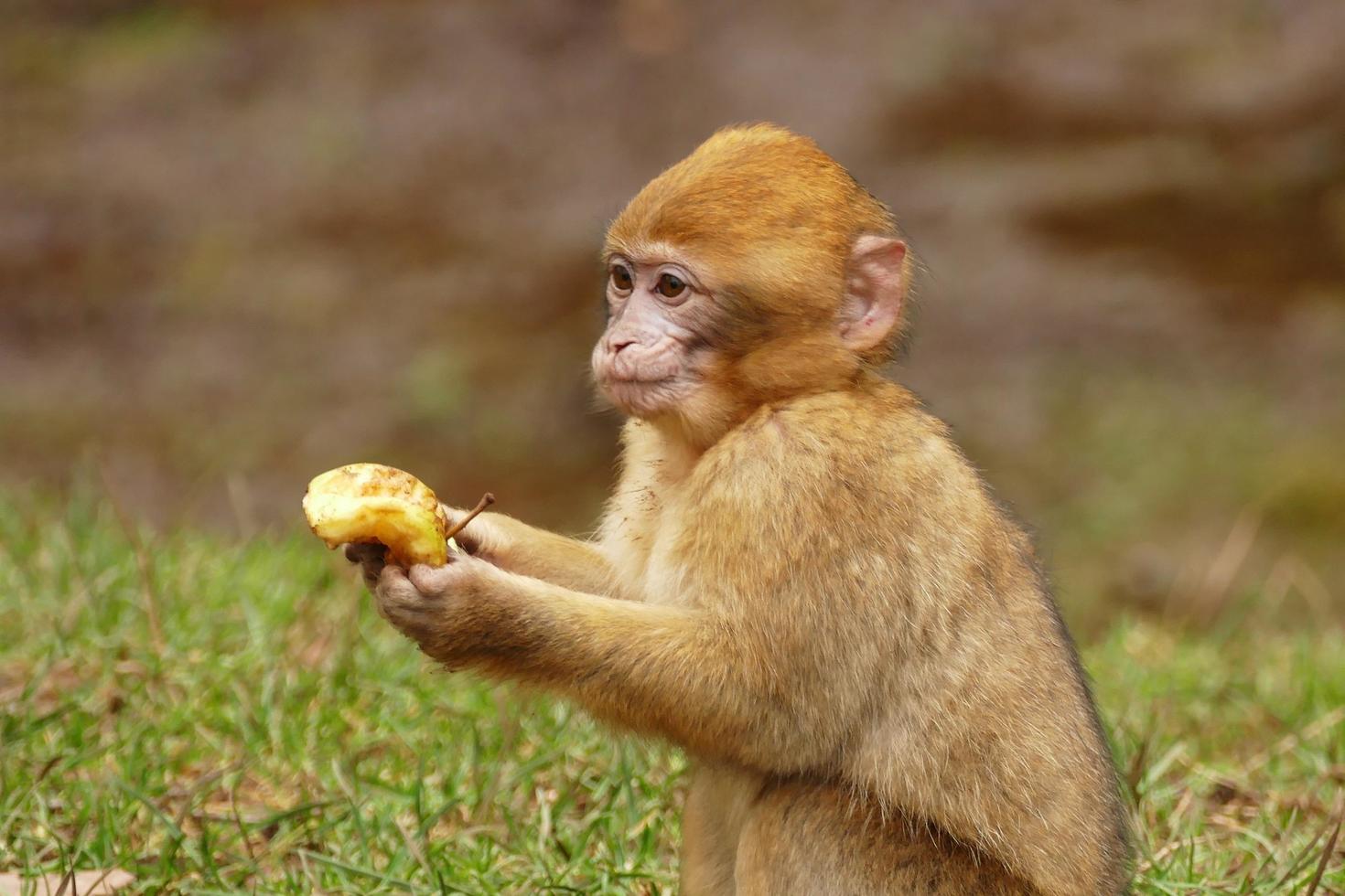 Juvenile Barbary Macaque Monkey photo