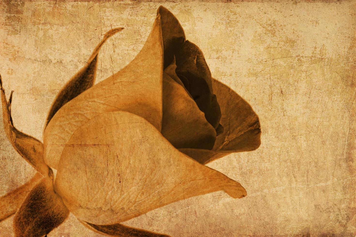 Textured Golden Rose photo