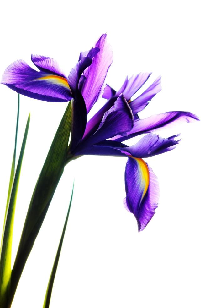 Iris Flower On White photo