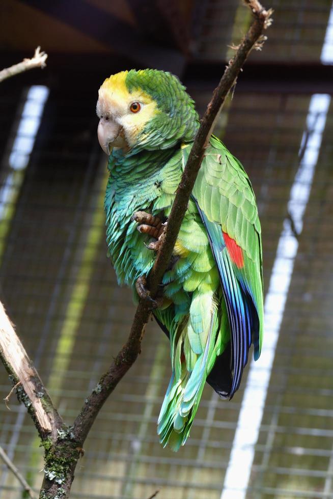 Colourful Green Parrot photo