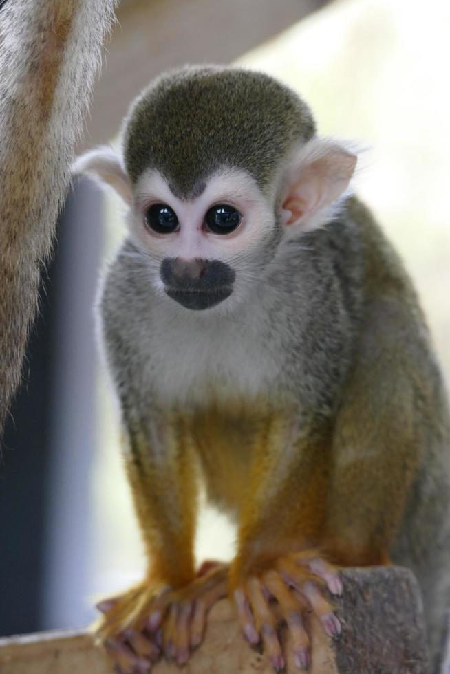 Cute Spider Monkey photo