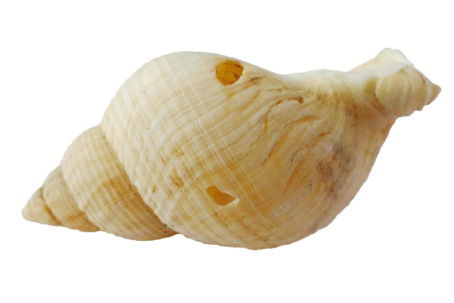 Seashell On White photo