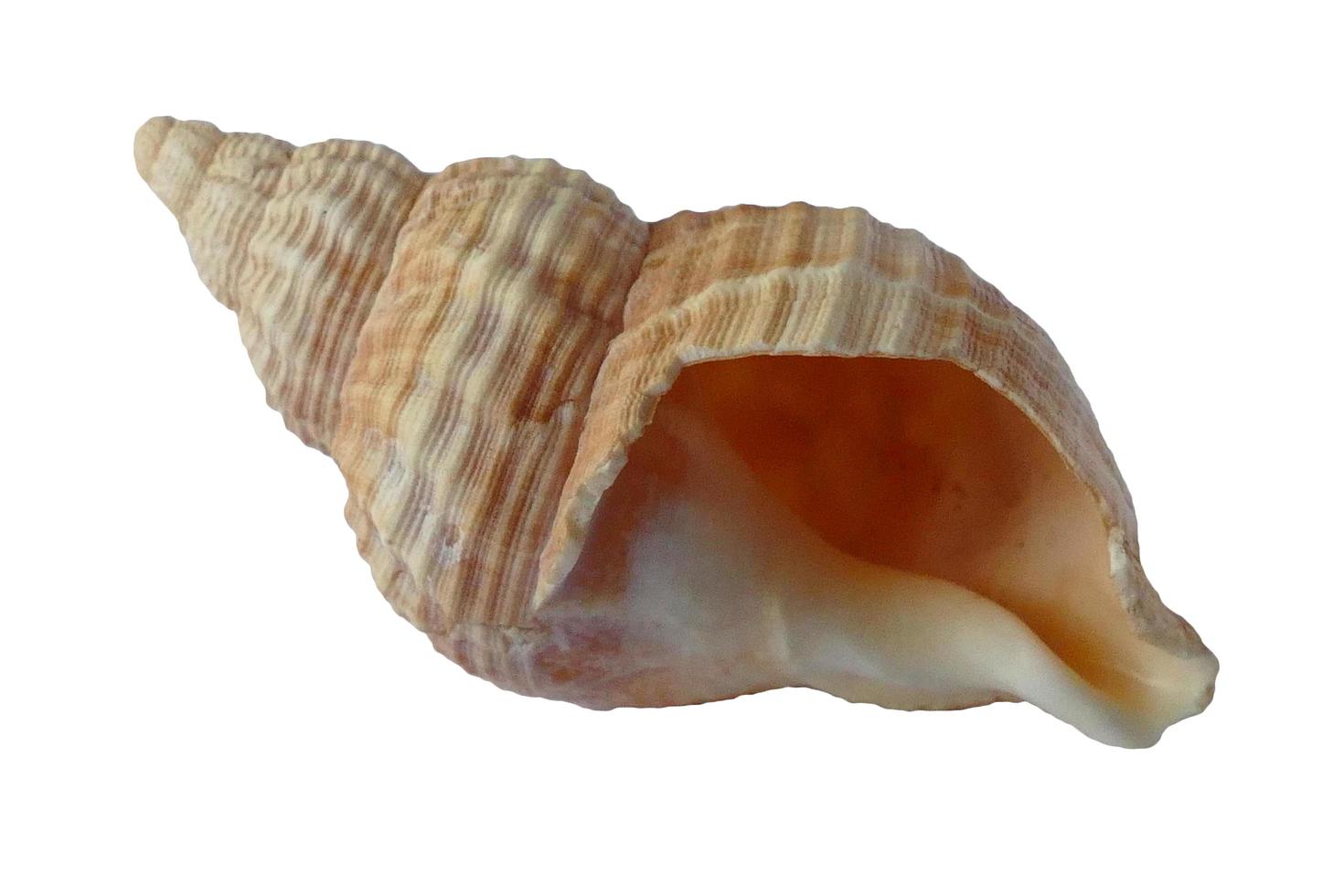 Seashell On White photo