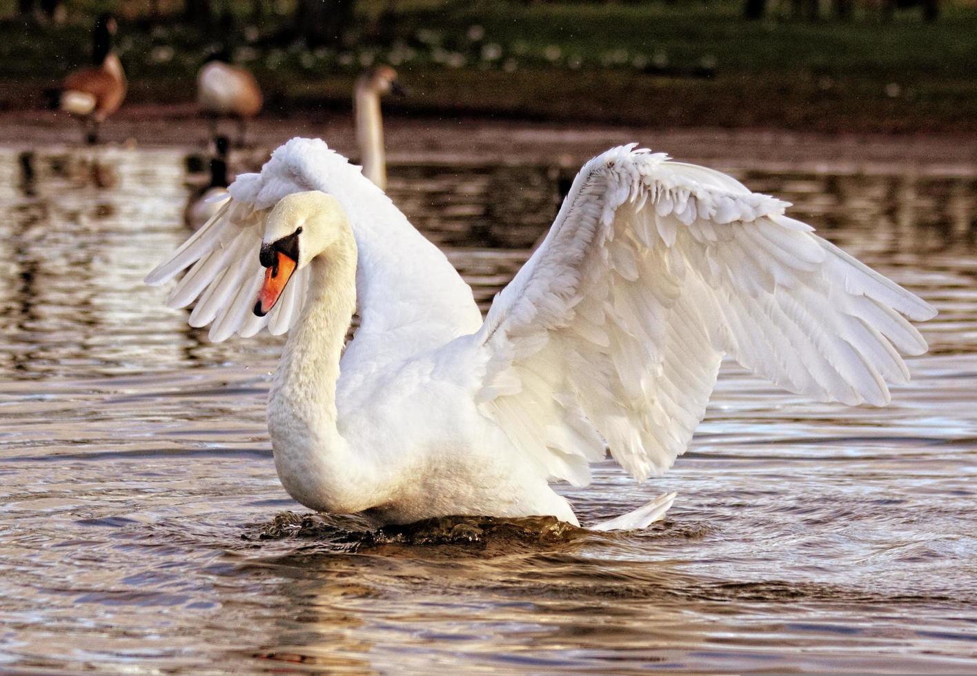 Swan Displaying Wings photo