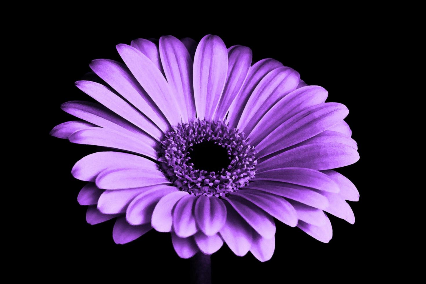 Purple Flower On Black photo