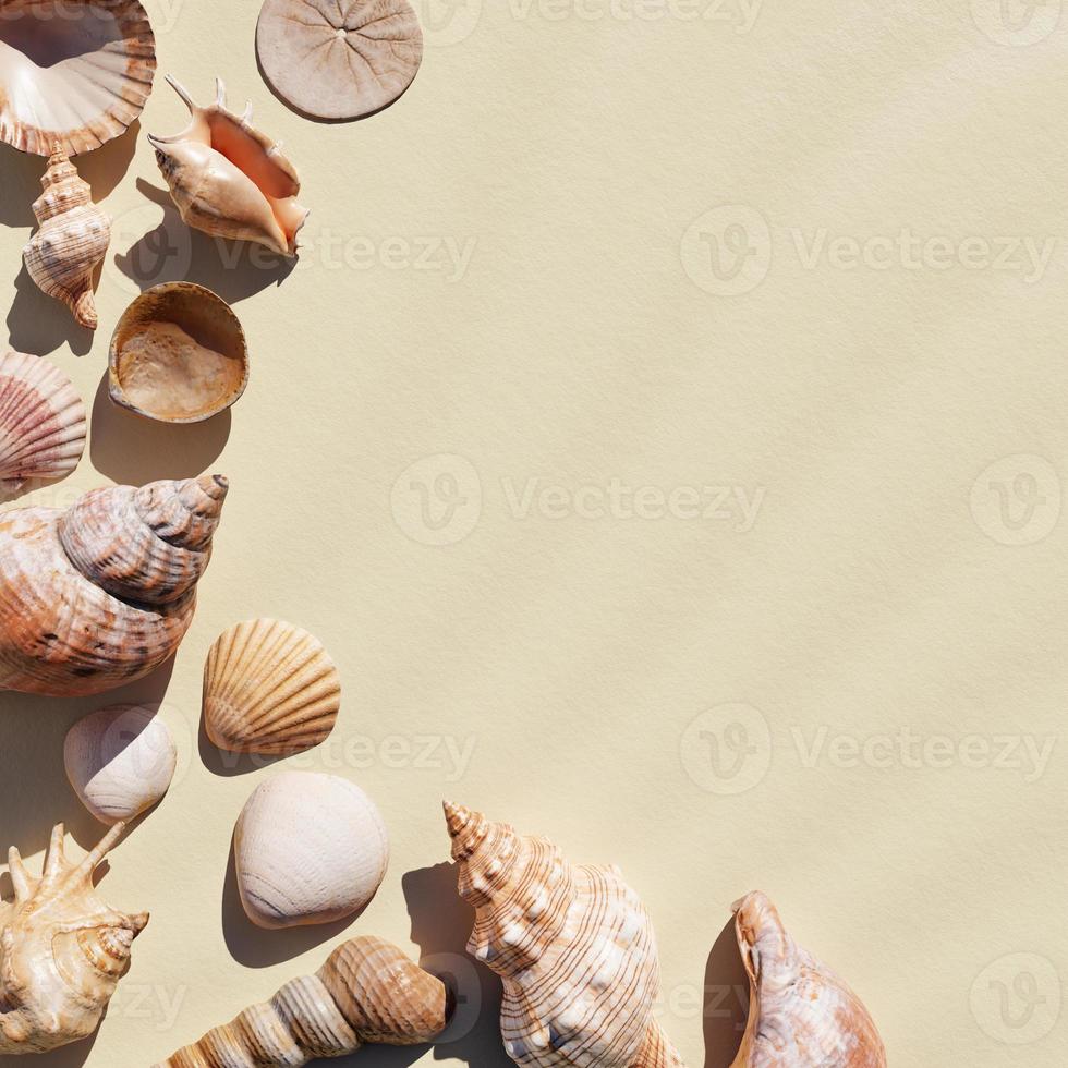 Seashells on the white sand beach background with copy space. Nature and marine concept. 3D illustration rendering photo