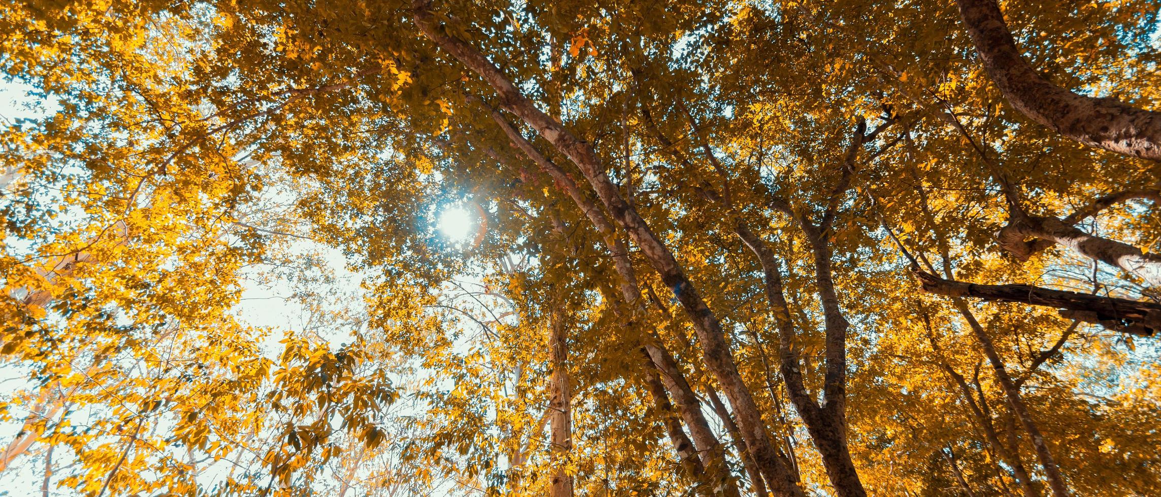 paisaje otoñal mirando al cielo en el bosque con la luz del sol. foto