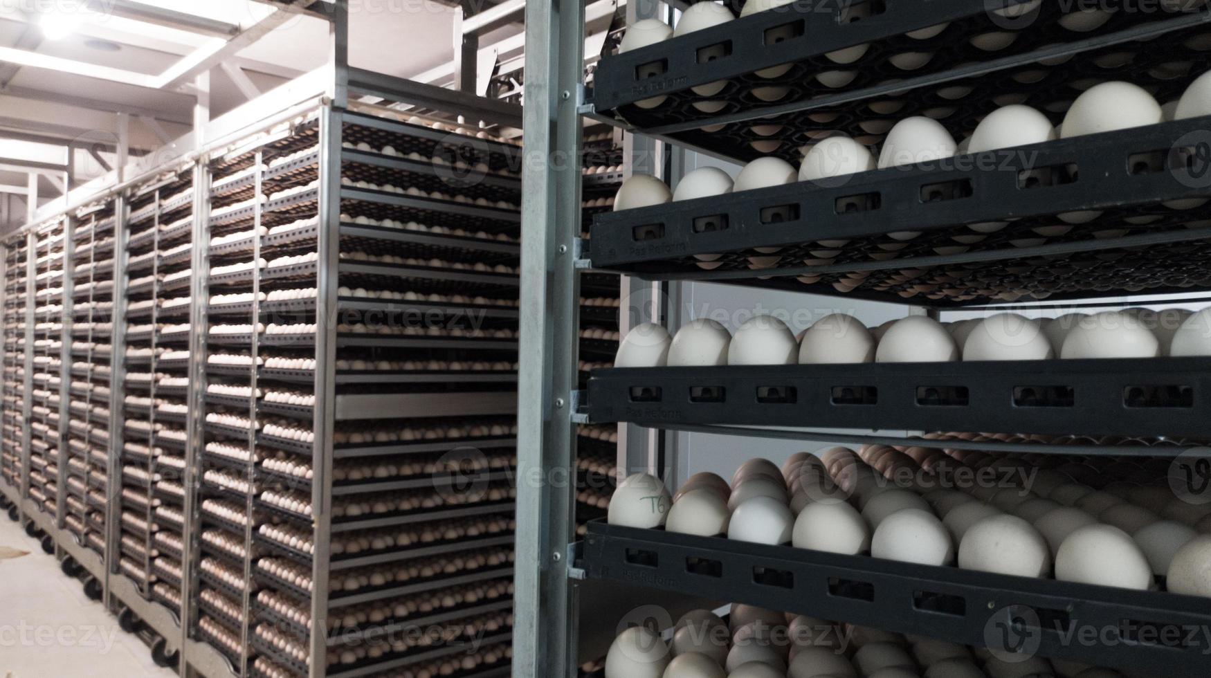 Chicken eggs in the trolley, are eggs that are ready to be hatched into the hatchery. temporary egg stock containers.selective focus on eggs. photo