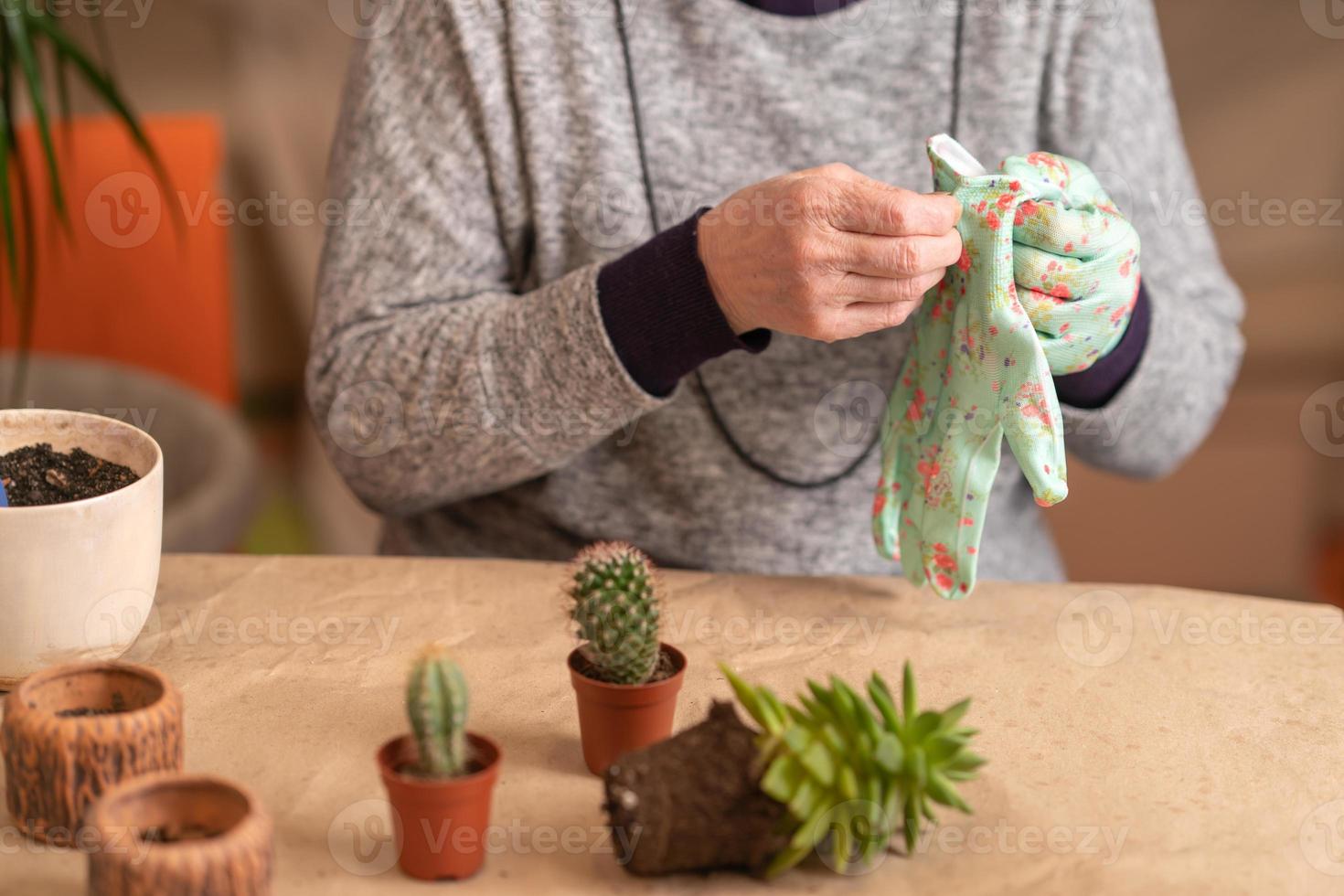 female hands in gloves hold a blue watering can and water a newly transplanted succulent photo